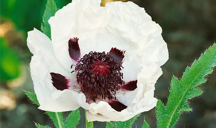 Papaver orientale 'Black and White'