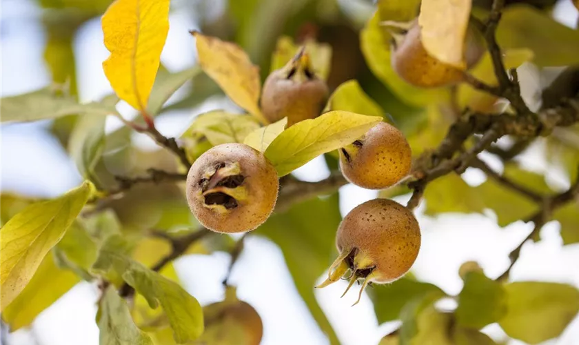 Mespilus germanica 'Nottingham'