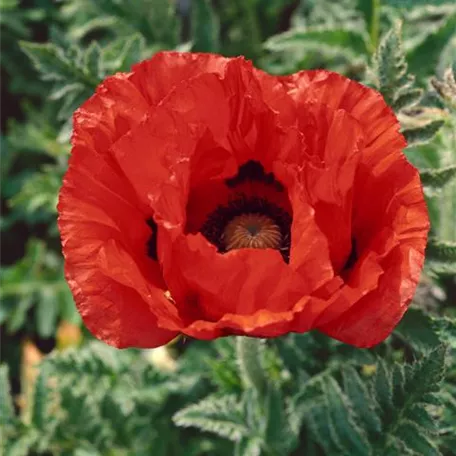 Orientalischer Garten-Mohn 'Bonfire'