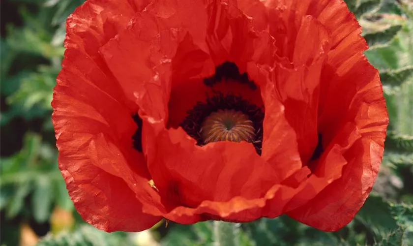 Papaver orientale 'Bonfire'