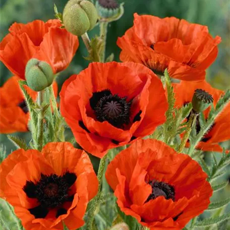 Orientalischer Garten-Mohn 'Carnival'