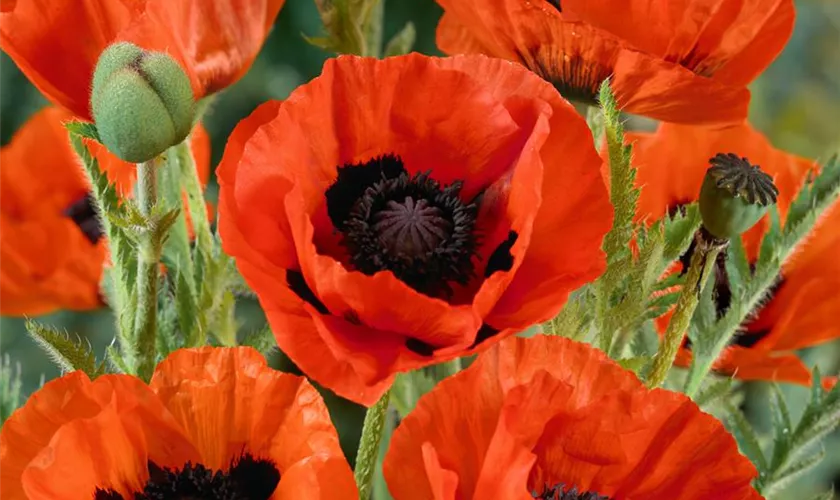 Papaver orientale 'Carnival'