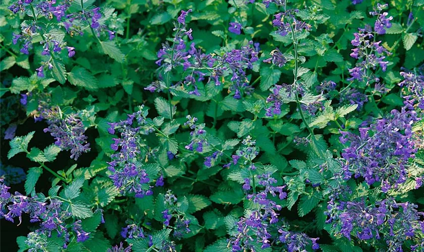 Nepeta x faassenii 'Blaue Auslese'