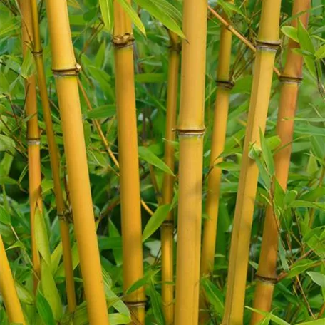 Phyllostachys vivax 'Aureocaulis'