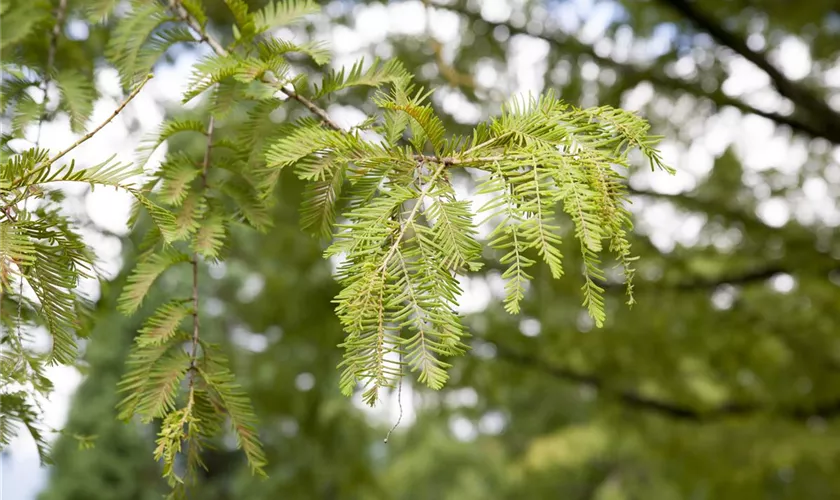 Metasequoia glyptostroboides 'Chubby'(s)