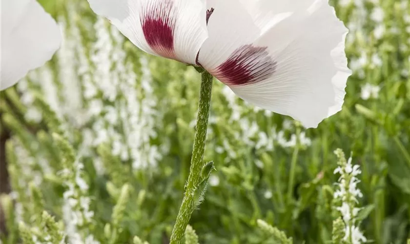 Papaver orientale 'Checkers'