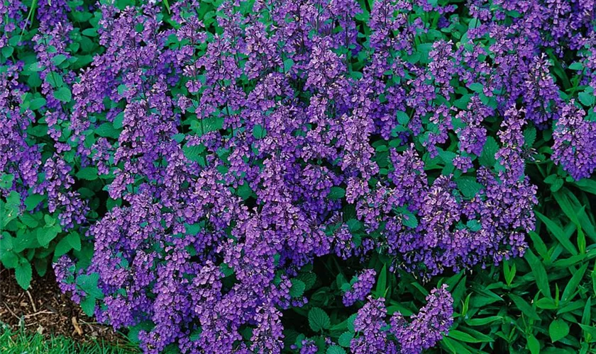 Nepeta x faassenii 'Felix'