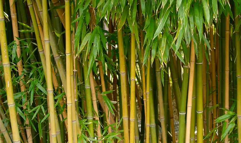 Phyllostachys bambusoides 'Castilloni'