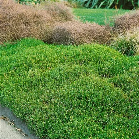 Muehlenbeckia axillaris 'Nana'