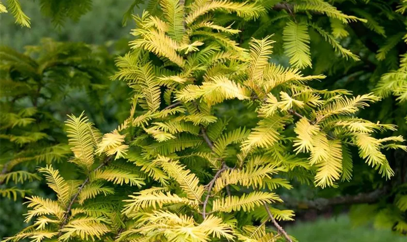 Metasequoia glyptostroboides 'Gold Rush'