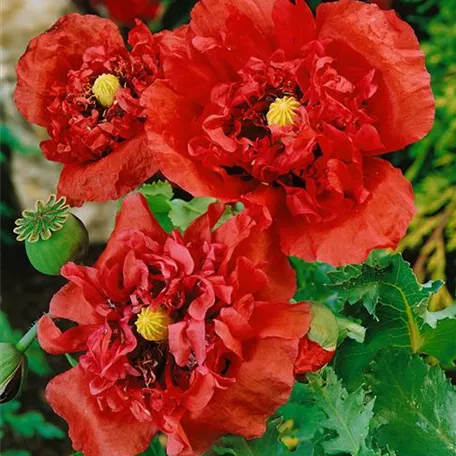 Orientalischer Garten-Mohn 'Doubloons'