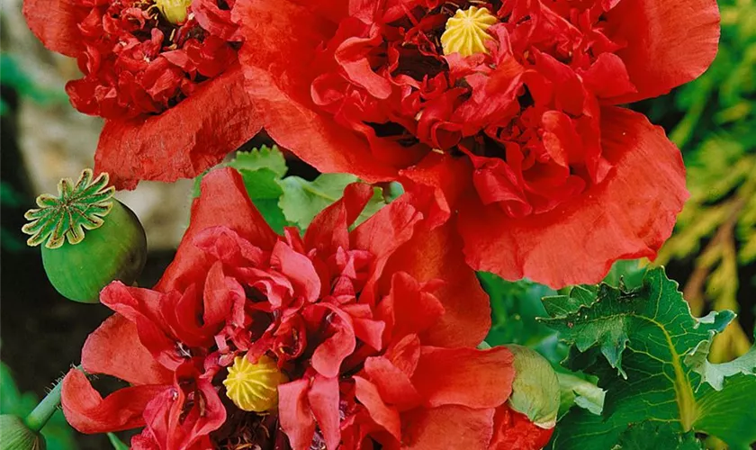 Papaver orientale 'Doubloons'