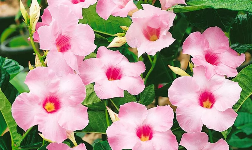 Mandevilla