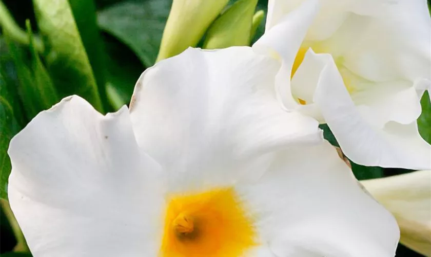 Mandevilla 'White Select'