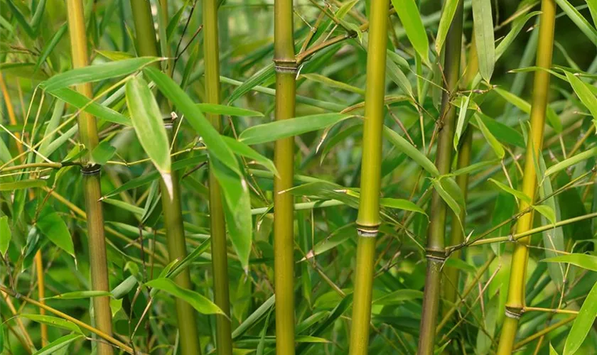 Phyllostachys humilis