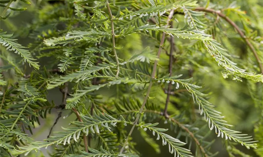 Metasequoia glyptostroboides 'Miss Grace'