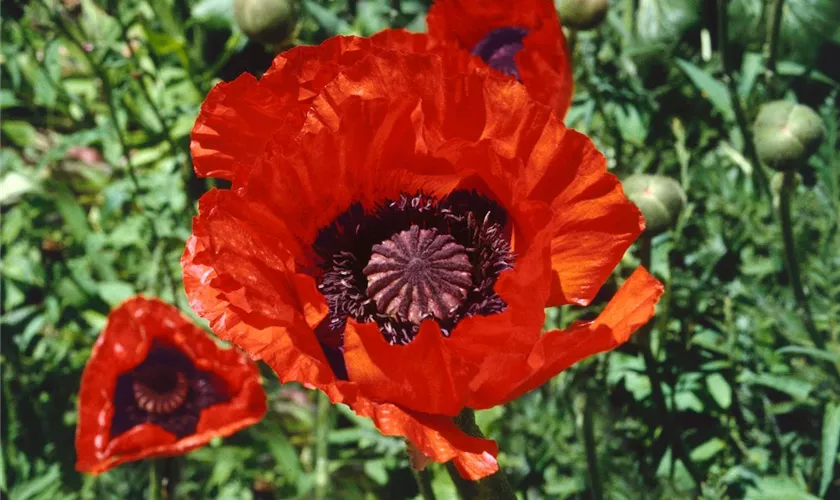 Papaver orientale 'Dwarf Allegro'