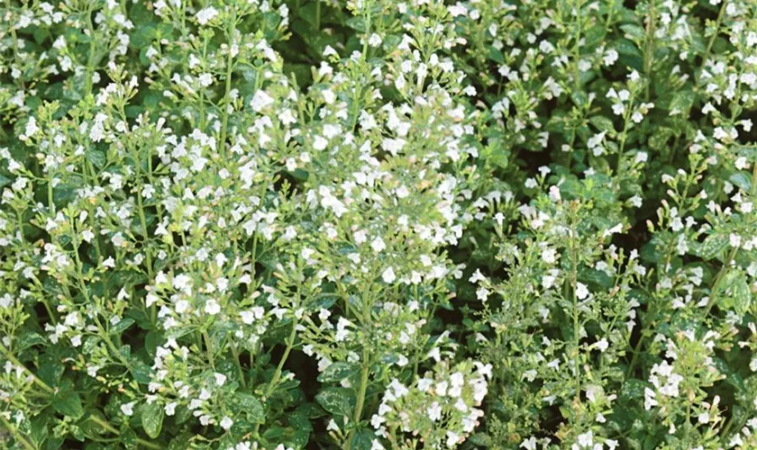 Nepeta x faassenii 'Snowflake'