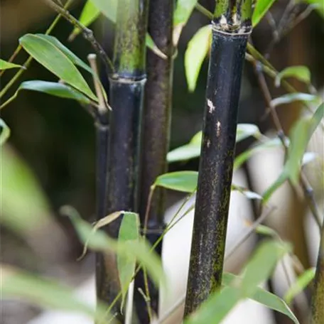 Phyllostachys nigra