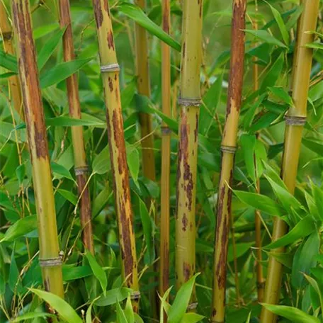 Phyllostachys nigra 'Boryana'