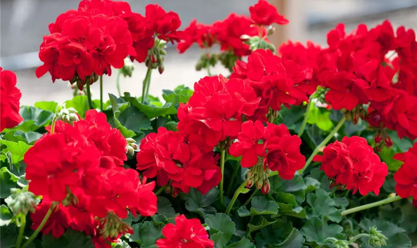 Zonalpelargonie 'Astra'