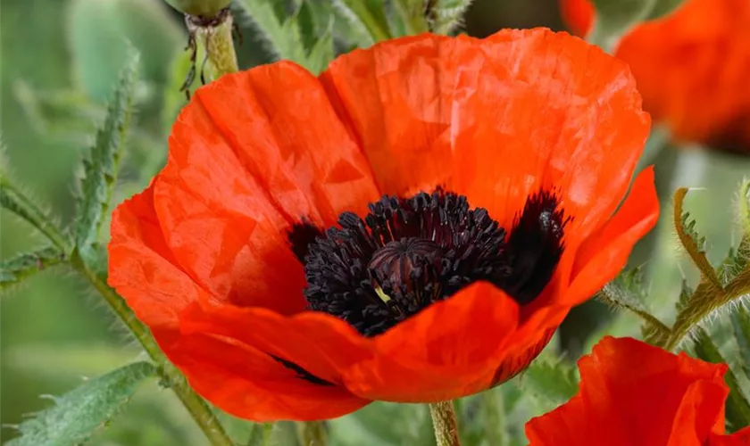 Papaver orientale 'Fire'