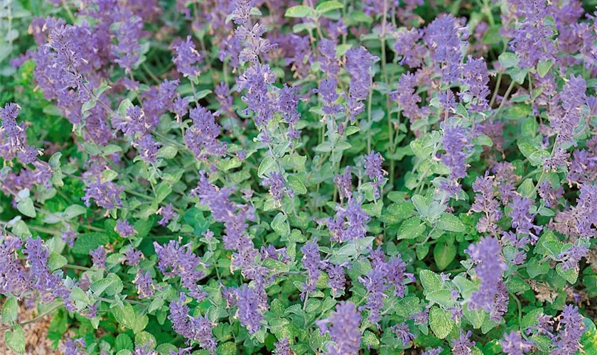 Nepeta x faassenii 'Superba'