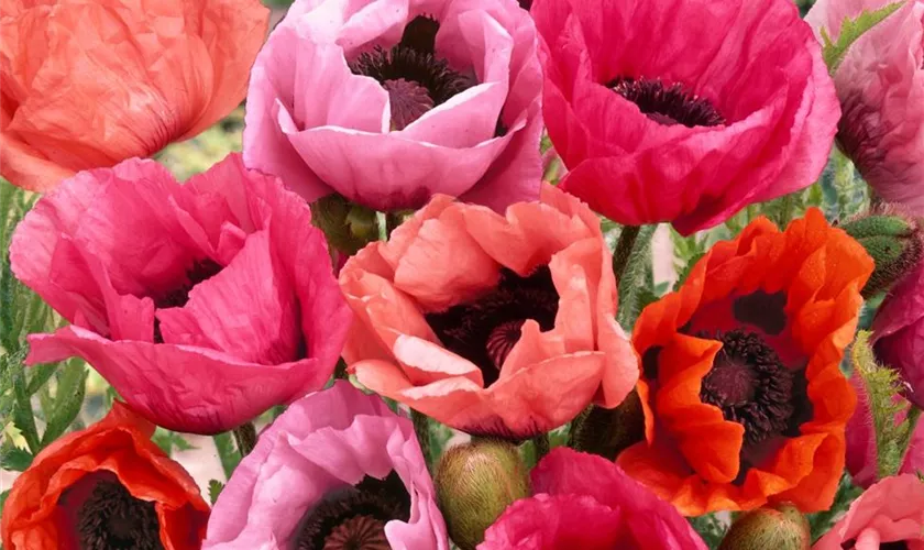 Papaver orientale 'Fruit Punch'