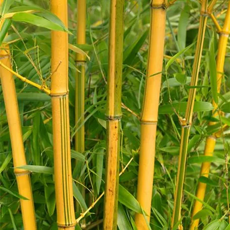 Phyllostachys vivax