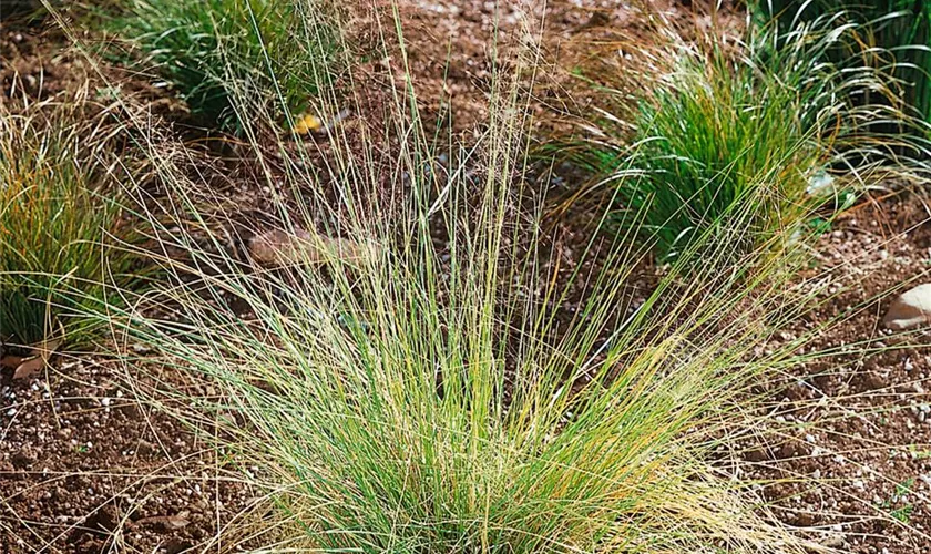 Muhlenbergia capillaris