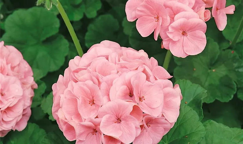 Zonale-Pelargonie 'Candyball'