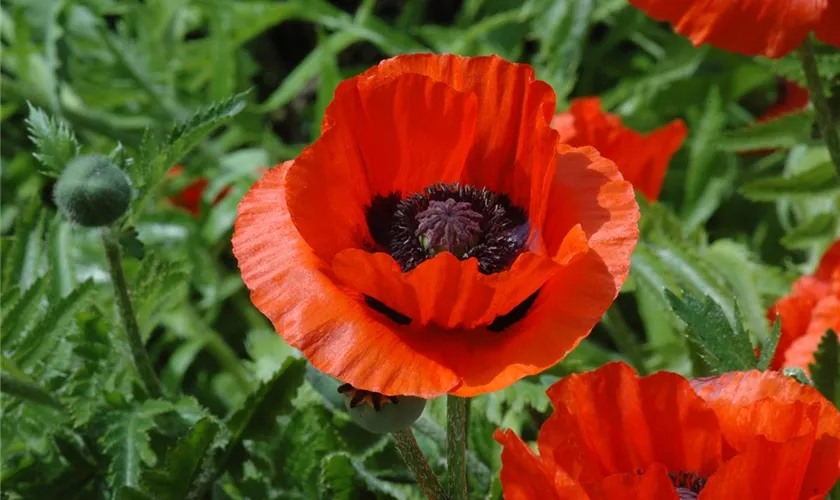 Papaver orientale 'Great Scarlet'