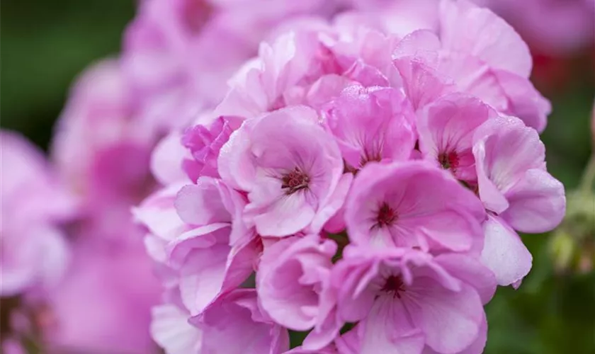 Zonal-Pelargonie 'Emilia'