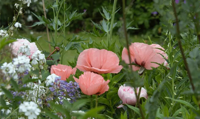 Papaver orientale 'Helen Elizabeth'