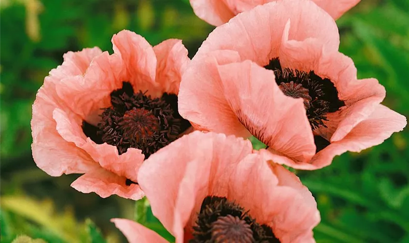 Papaver orientale 'Mrs. Perry'