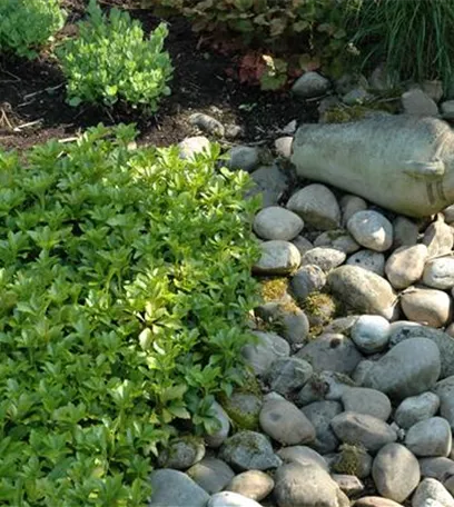 Auf dem Boden der Tatsachen – Bodendecker im Garten