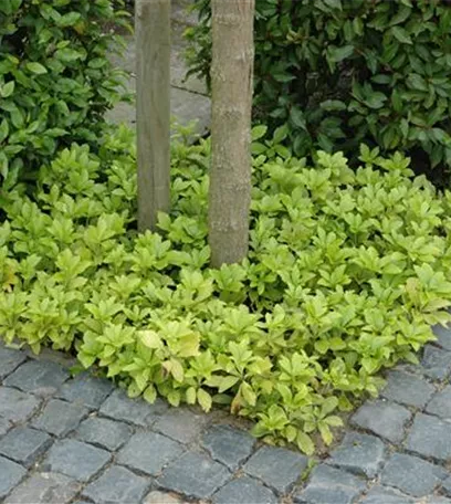 Auf dem Boden der Tatsachen – Bodendecker im Garten