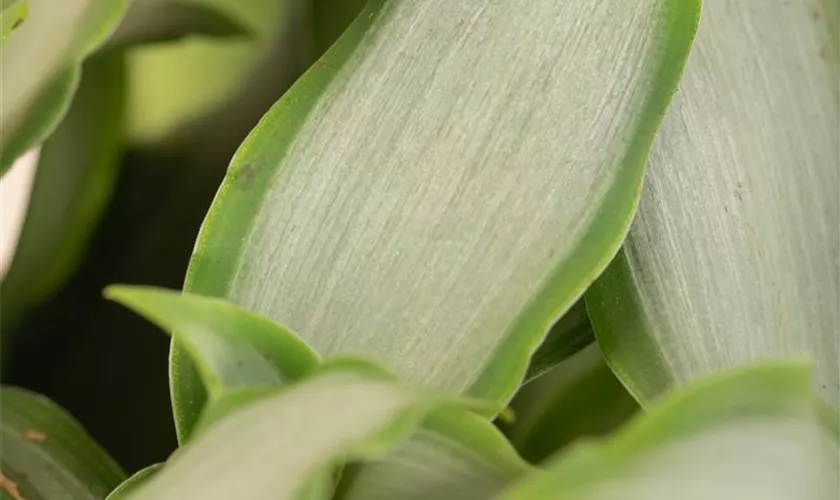 Murdannia loriformis 'Bright Star'