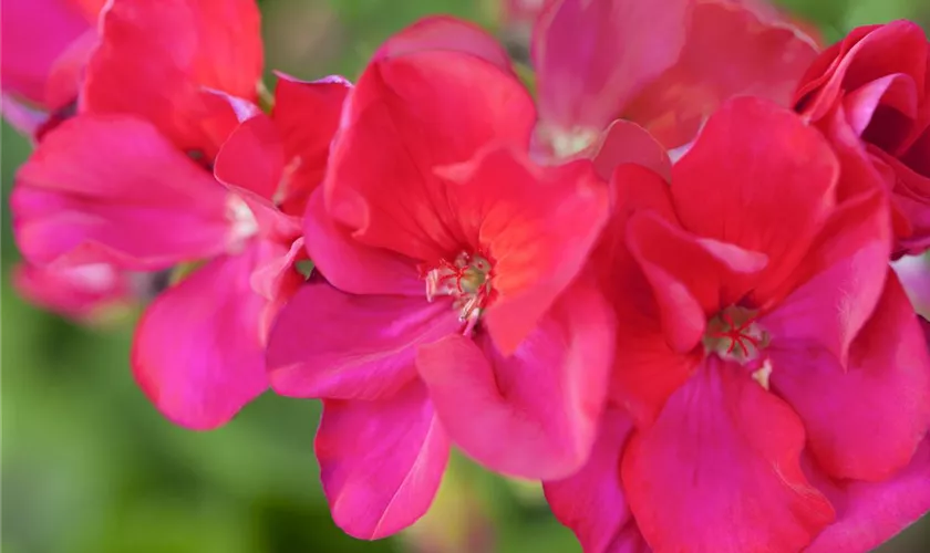 Zonal-Pelargonie 'Foxy'