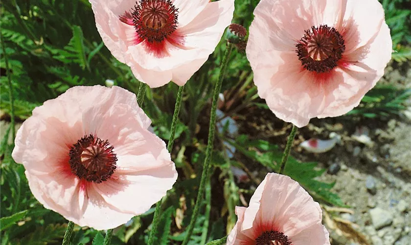 Papaver orientale 'Springtime'