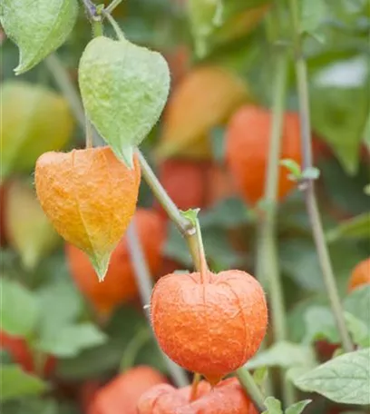 Mit der Lampionblume den Garten festlich schmücken