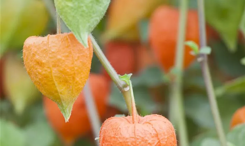 Physalis alkekengi var. franchetii