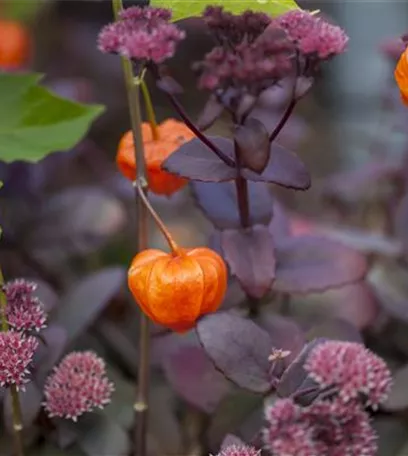 Der goldene Herbst wird bunt: die Top 8 der Herbstblumen