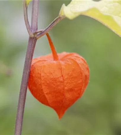 Exotische Früchte gedeihen auch im eigenen Garten