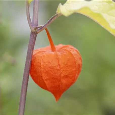 Exotische Früchte gedeihen auch im eigenen Garten