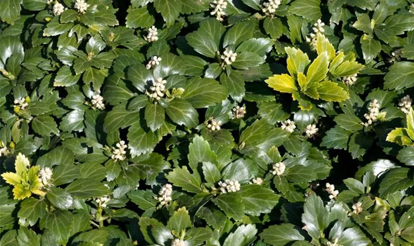 Pachysandra terminalis 'Tundra'