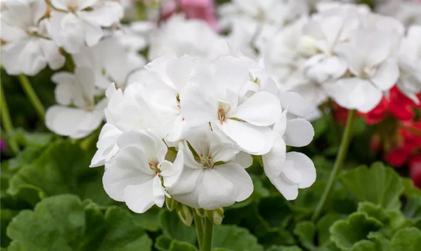 Zonal-Pelargonie 'Glacis'