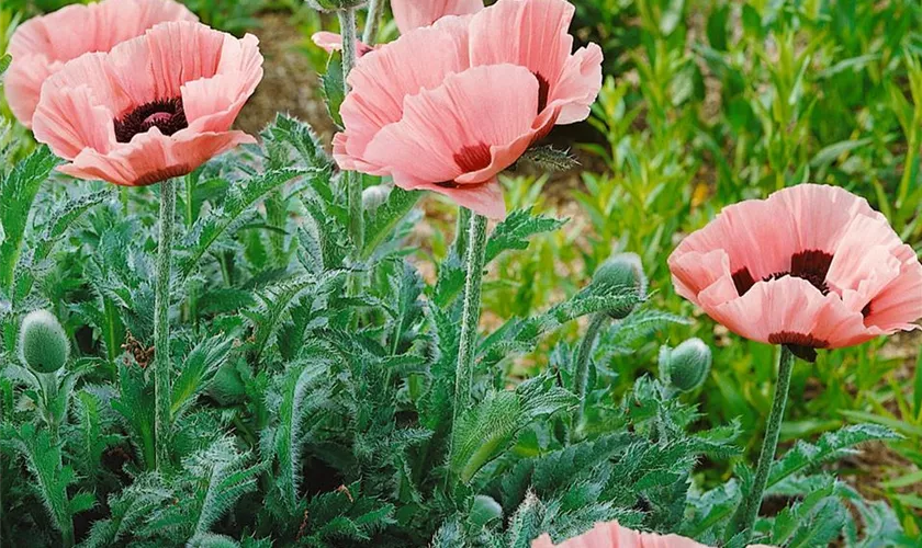 Papaver orientale 'Maidens Blush'