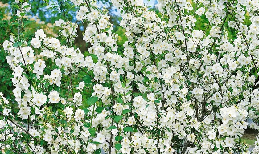 Gartenjasmin 'Innocence'