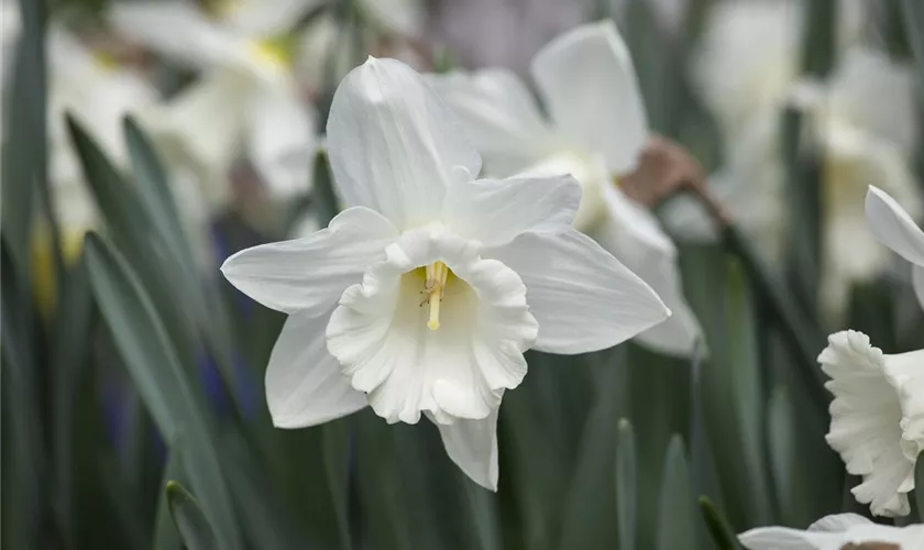 Narzisse 'Pure White'